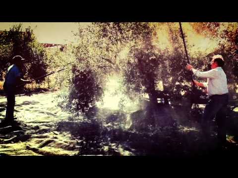 Elaboración del aceite - Picual Bio Padilla 500 ml