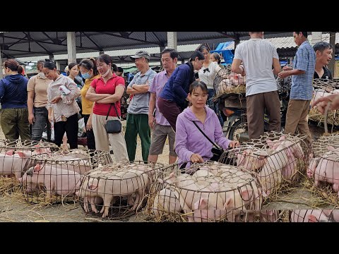 , title : 'Go to the market that specializes in selling breeding pigs.  Buy 20 piglets to raise.  (Ep183).'