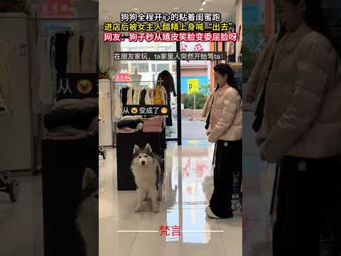 狗狗全程開心的黏著閨蜜跑 進店後被女主人醋精上身喊“出去” #狗狗 #可愛 #意外 #有趣 #美女 #搞笑 #dog #cute #amazing #funny #girl #shorts