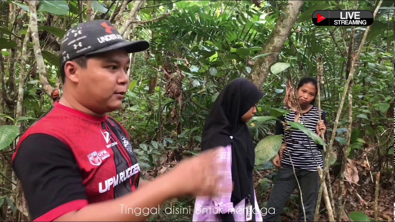 Sambar Deer (Rusa Sambar) in Bio-Park, UPM Bintulu Campus