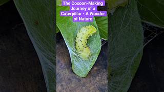 The Cocoon-Making Journey of a Caterpillar - A Wonder of Nature 🐛🦋