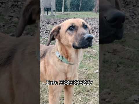 Regalo Moira splendida cucciolona di 6 mesi cerca casa egrave una taglia medio contenuta 