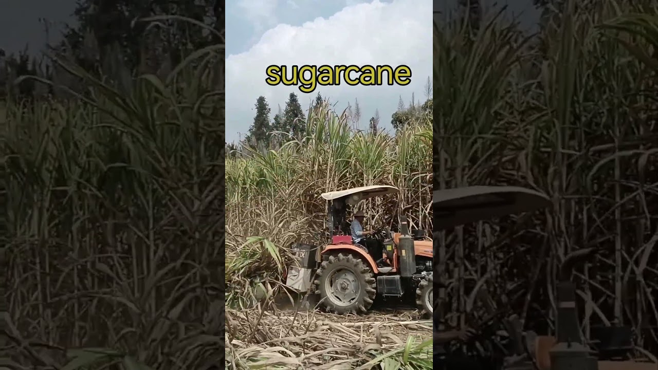 High Capacity Single Row Tractor Mounted Sugarcane Harvester #agriculture