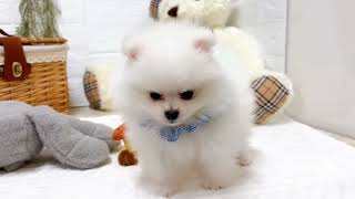 ポメラニアンの動画01
