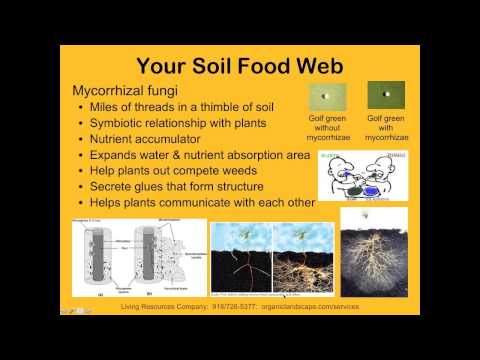 Exploring the Mysteries of Soil Biology