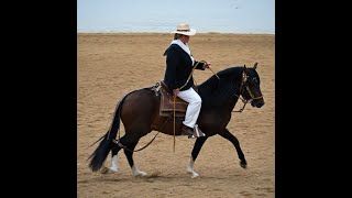 Peruvian Paso Horse Show