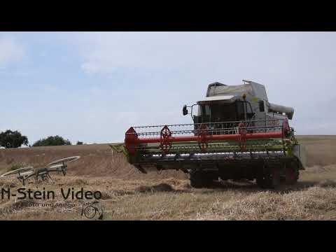 Dinkel Ernte 2021  mit dem CLAAS LEXION 450  Mähdrescher harvest Getreideernte 2021