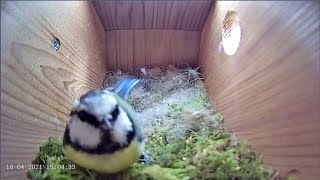 Download Lagu 16th April 2021 - Blue tit nest box live camera highlights Thumbnail