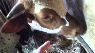 NON-GMO feed: Remember you are what you eat and that means what it eats also.