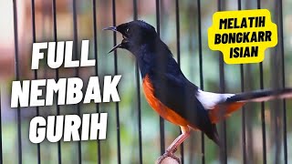 Download lagu MURAI BATU GACOR FULL ISIAN TEMBAKAN MEWAH AMPUH MELATIH MURAI BATU BONGKAR ISIAN mp3