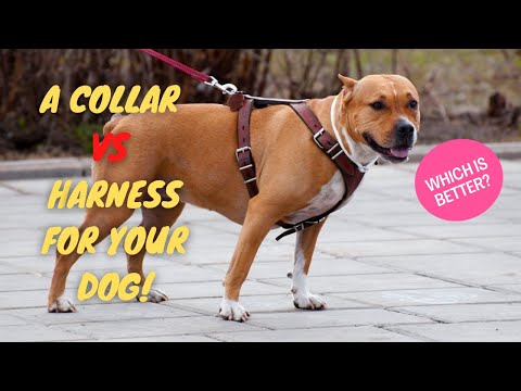 🐕‍🦺 ¿A COLLAR or HARNESS for YOUR DOG? Which is better