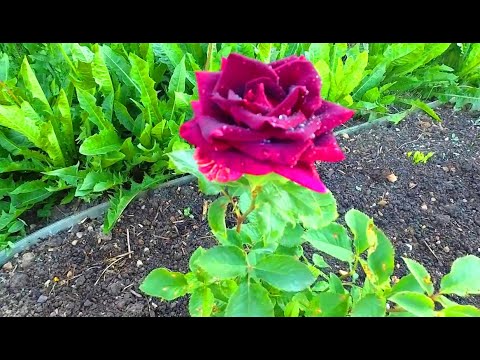 Розы. 16 видов. Как цветут/Roses. 16 types. How they bloom.