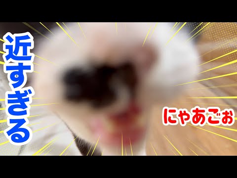 【検証】猫は「距離が近すぎる」と本当に逃げるのか？3匹でやってみた結果