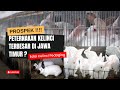 THE LARGEST RABBIT FARM IN EAST JAVA Even Building Another Cage Successful Meat Rabbit Farming
