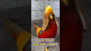 Download lagu Golden Pheasant Chicken Dance #ornamentalChicken #pheasant #goldenpheasant mp3