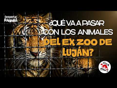 ENTREVISTA EXCLUSIVA A LUCIANA D’ABRAMO | El futuro de los animales del ex Zoo de Luján