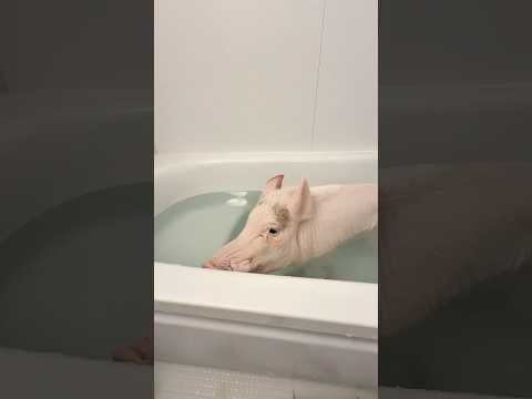 そろそろ煮込む時期だな