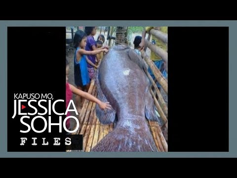 Mystery behind Antique's giant grouper fish explained | KMJS