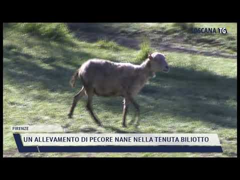 2021-05-24 FIRENZE - UN ALLEVAMENTO DI PECORE NANE NELLA TENUTA BILIOTTO