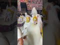 Kjrana Ka Sher Ki Video