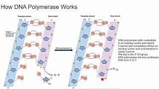 How DNA Polymerase Works