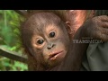 SI OTAN KAMI TINGGAL DI BORNEO 30 05 18 1 3