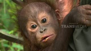 Download lagu SI OTAN | KAMI TINGGAL DI BORNEO (30/05/18) 1-3 mp3 Download lagu SI OTAN | KAMI TINGGAL DI BORNEO (30/05/18) 1-3 mp3