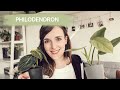 View 24 Philodendron Birkin Pflege