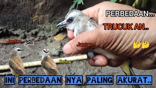 Download lagu CARA MEMBEDAKAN BURUNG TRUCUK AN JANTAN DAN BETINA PALING AKURAT..!!🐦🐦🤔🤔2025 mp3 Download lagu CARA MEMBEDAKAN BURUNG TRUCUK AN JANTAN DAN BETINA PALING AKURAT..!!🐦🐦🤔🤔2025 mp3