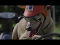 バイク店の看板犬ボギー 飼い主とツーリング　フィリピン 字幕 27日