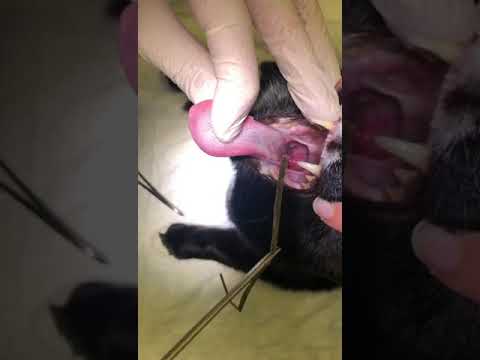 Removing grass from a cats throat