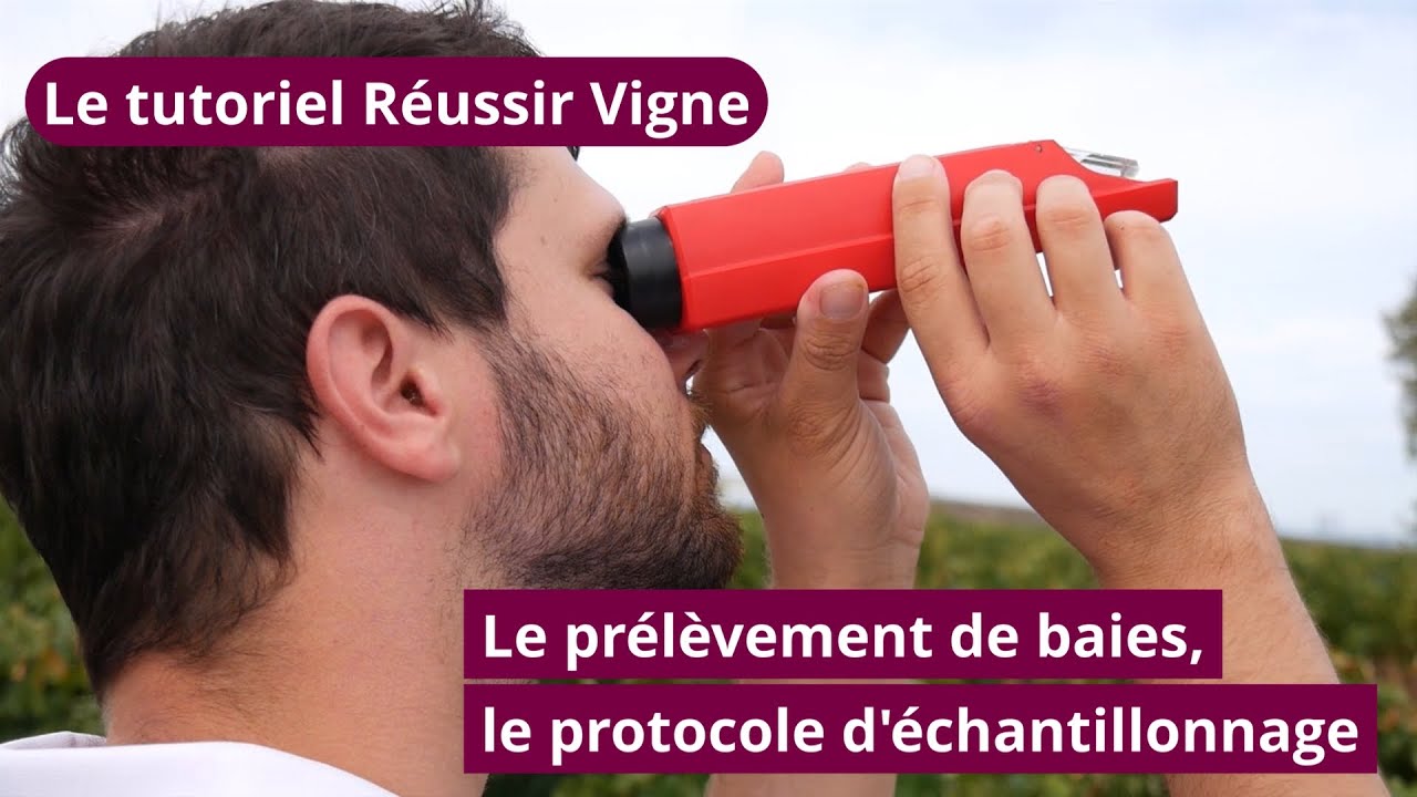 Le tutoriel Réussir Vigne : prélèvement de baies, le protocole d'échantillonnage