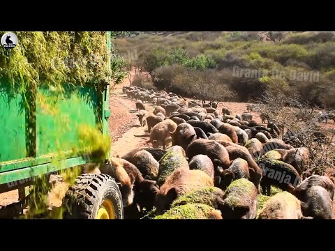 Wild boar farm - How millions of wild boars are domesticated and bred