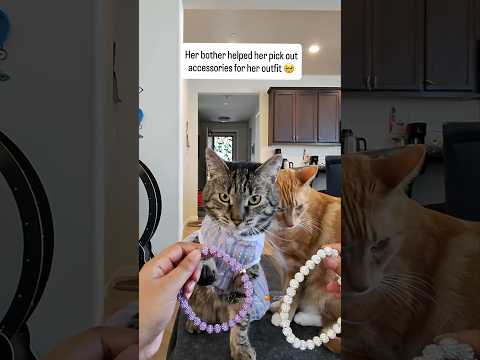 Seven helping his sister  🥺 #seventheorangecat #himalayathetabby #catfashion #catlovers #cats