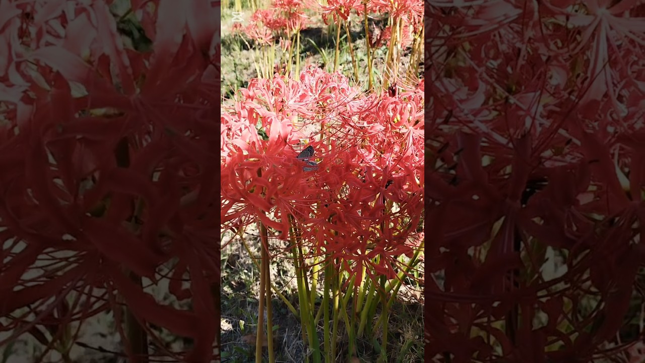 Spider Flowers So Beautiful