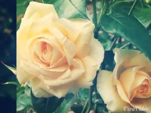 Pashto New Song 2016 - Sta Pa Sar Da Husan Taj De