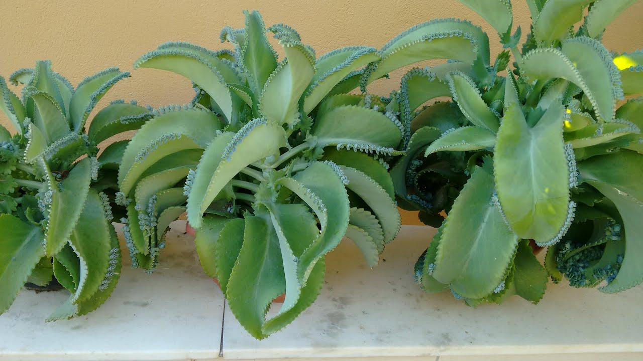 Aranto como fazer mudas e dicas de como cuidar.