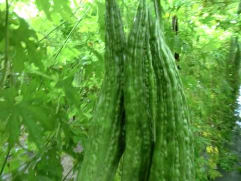 Kits Farm Ampalaya Garden