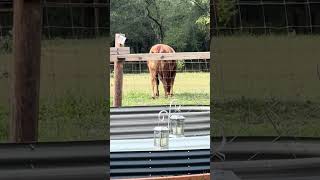 Scarlett is the Queen of the farm! #cow #farming #farmlife #shorts