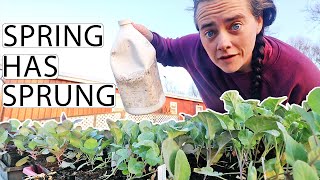 A Week On The Homestead VLOG | Spring Is Here! | Fermented Homestead