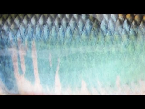 [HD] OIKAWA "Flyfisher's eyes. No.43"