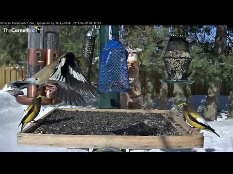 Evening Grosbeaks And Redpolls Keep Feeders Busy In Ontario – April 28, 2018