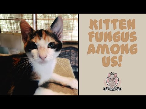 Kitten Ringworm Emergency! 🚨 Fast & Safe Home Treatment