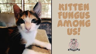 Kitten Ringworm Emergency! 🚨 Fast & Safe Home Treatment