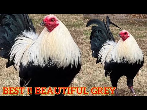 Giro Grey Hatch Sweater Kelso Yellow Leg - Beautiful Birds Martinez Farm