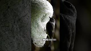 Download lagu Why People Eat Swiftlet Nests #BirdsNest #StrangeFoods #AsiaSecrets mp3 Download lagu Why People Eat Swiftlet Nests #BirdsNest #StrangeFoods #AsiaSecrets mp3