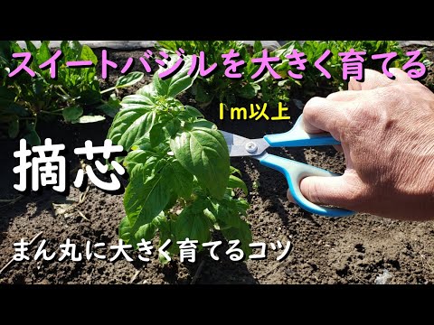 バジルを収穫する時期