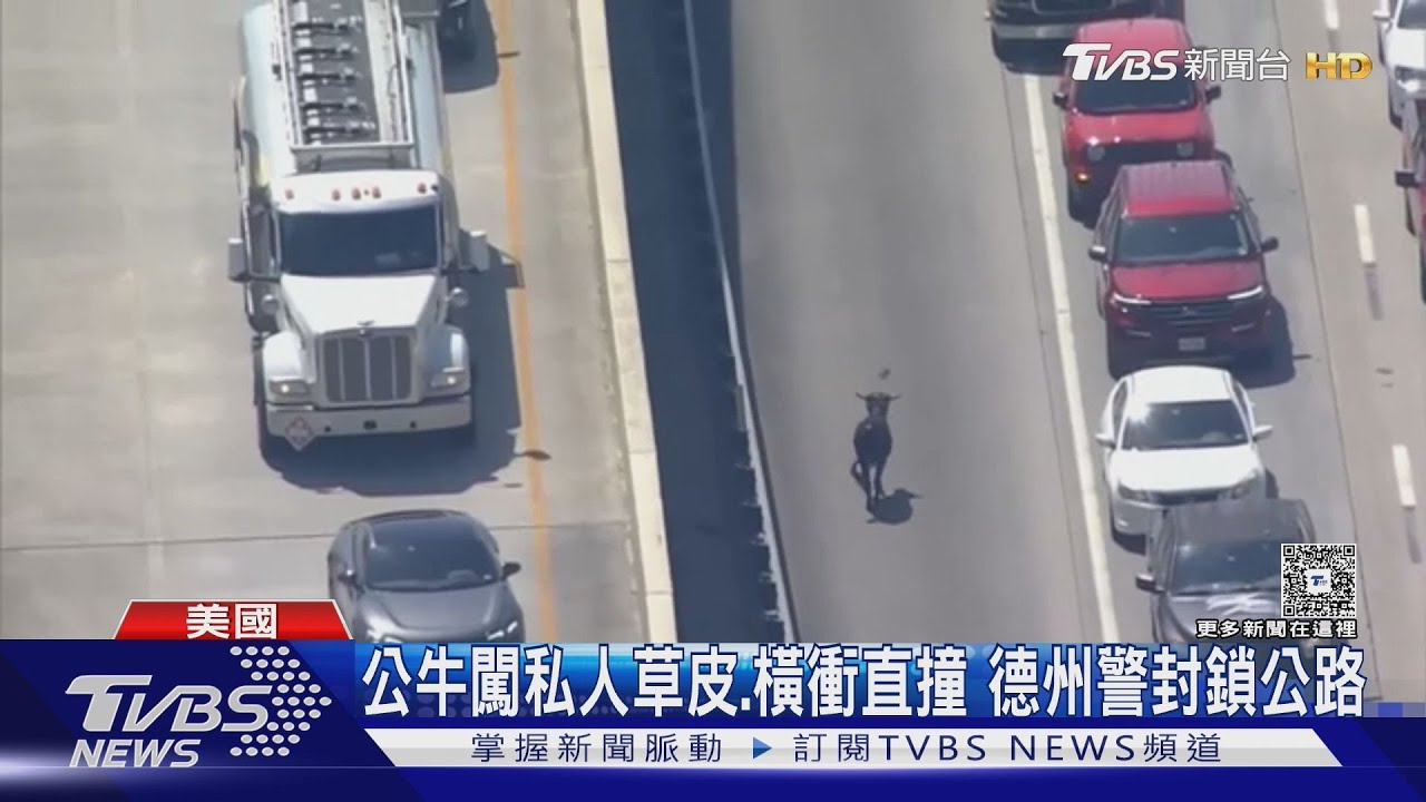 美國動物大逃亡!德州有公牛闖公路 南卡有袋鼠、山羊逃家