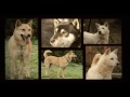 Korea Jindo Dog - Korean Dog : The Jindo Dog 