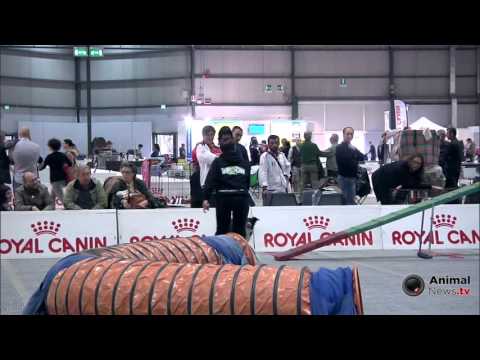 Bastia Umbra 2015 - Esibizione Agility Dog